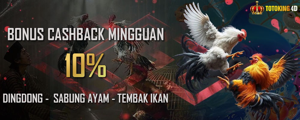 Bonus CashBack Mingguan DingDong, Sabung Ayam, dan